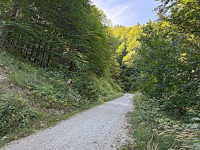 ...in einen breiten Forstweg ein
