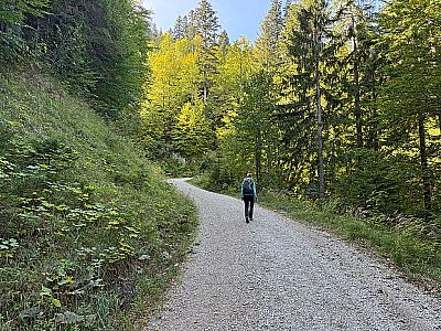 ...und folgen der moderat ansteigenden Forststraße