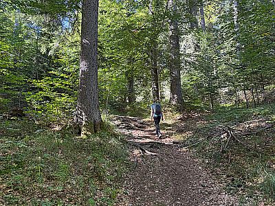 Wir durchstreifen das Waldstück...