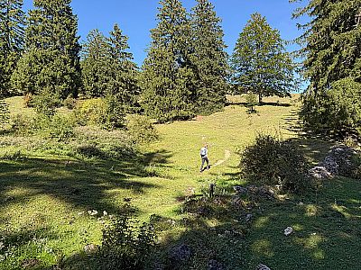 Nach dem Weidezaun verlassen wir den schattigen Bergwald