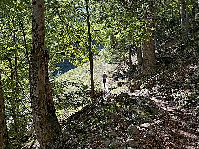 Wir durchstreifen ein kurzes Waldstück...
