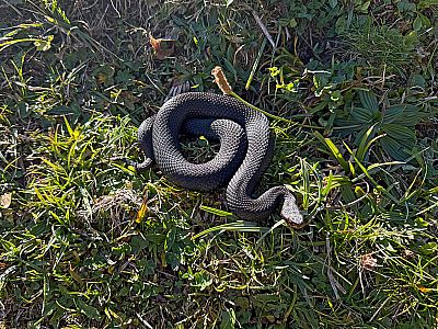 Eine schwarze Kreuzotter am Wegesrand