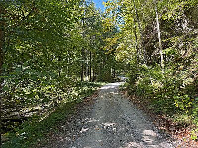 Der Forstweg bringt uns kurz darauf zum Lochbach
