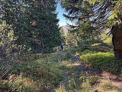 Wir erreichen wieder ein Waldstück...