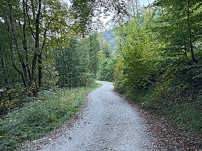 ...erreichen wir wieder den Bergwald