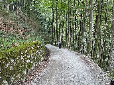 ...tauchen wir wieder in den schattigen Bergwald ein