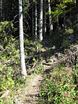 Waldpfad zur Bucheralm