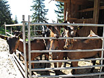 An der Alm gibt es Ziegenkäse zu kaufen