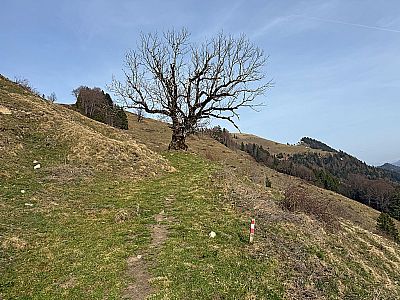 Nach einem einsamen und knorrigen Baum...