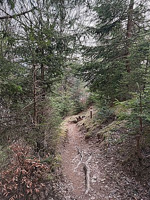 ...erreichen wir wieder den Bergwald