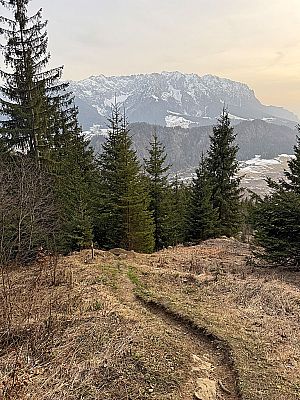 Auf einer Lichtung...