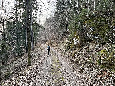 Dem Forstweg folgen wir in östlicher Richtung...