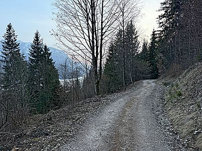 Über den Forstweg...