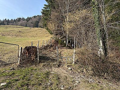 ...und erreichen eine Lichtung