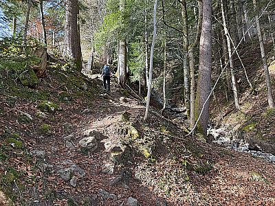 Wir kehren in den Wald zurück und folgen dem Schwaigsbach