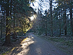 Wir wandern weiter durch den Wald...