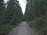 ...in den Wald hinein