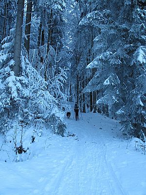 ...und folgen einem schmalen Waldpfad