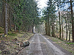 Wir erreichen den Bergwald...