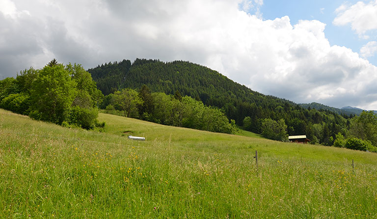 Buchenberg (1142 m)