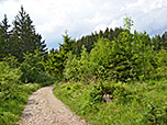 Ein Forstweg bringt uns hinauf...