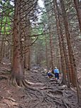 Wir tauchen in den Bergwald ein...