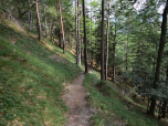 Wir erreichen einen Wald und...