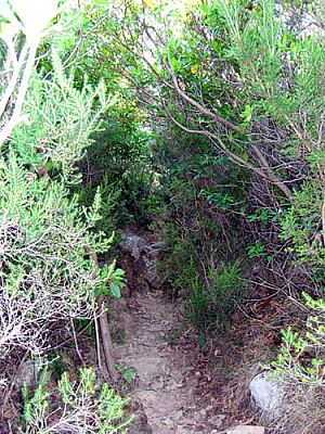 ...und hohen Büschen