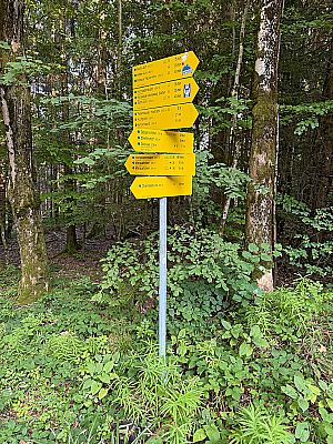 Im Wald biegen wir links ab...