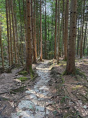 ...auf einem kleinen Waldpfad fort
