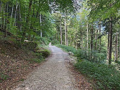 Wir tauchen schließlich wieder in den schattigen Bergwald ein