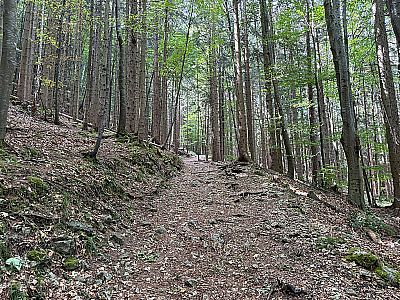 Der Weg wird nach und nach schmäler...