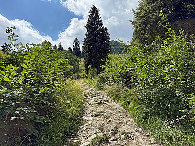 Dann verlassen wir die Wald...