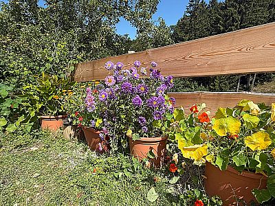 Blumen an der Hefteralm