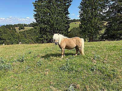 Shetlandpony