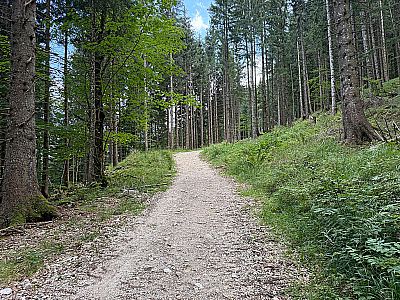 Der breite Waldweg...
