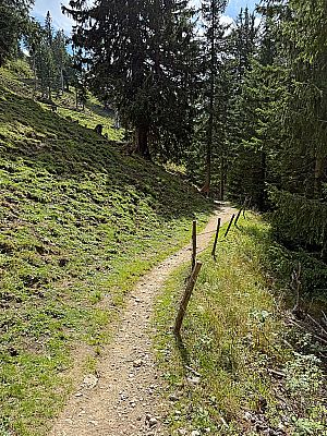 Der Wald lichtet sich...