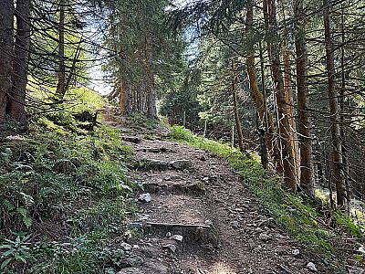 Wir folgen dem Pfad durch das schattige Waldstück