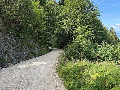 Von der Alm bringt uns der Fahrweg...