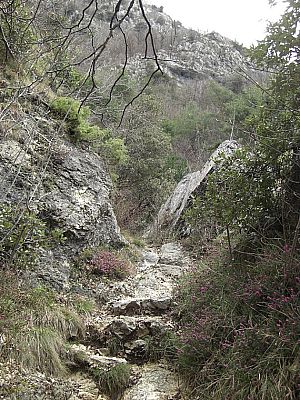 Pfad durch's Gestrüpp