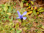 Fransenenzian, Gentianopsis ciliata