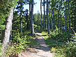 ...in den Bergwald hinein