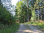...und folgen im Anschluss einem Forstweg zurück zum Aufstiegsweg