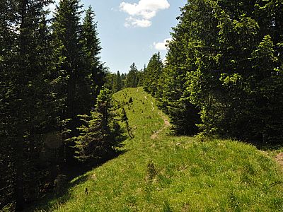 Etwas flacher geht es auf dem Pfad weiter.