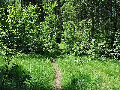 Der Pfad auf den Hühnerberg