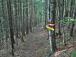 Weiter im Mischwald bergab...
