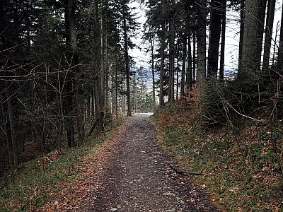 Auf dem Forstweg geht es weiter bergab zur Denkalm