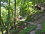 ...in den Bergwald hinein