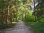 Wir wandern in südwestlicher Richtung in den Bergwald hinein