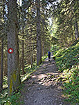 Ein weiteres Waldstück